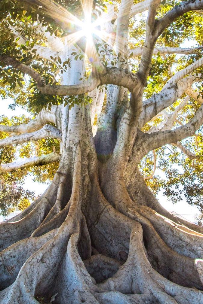 sun light passing through green leafed tree